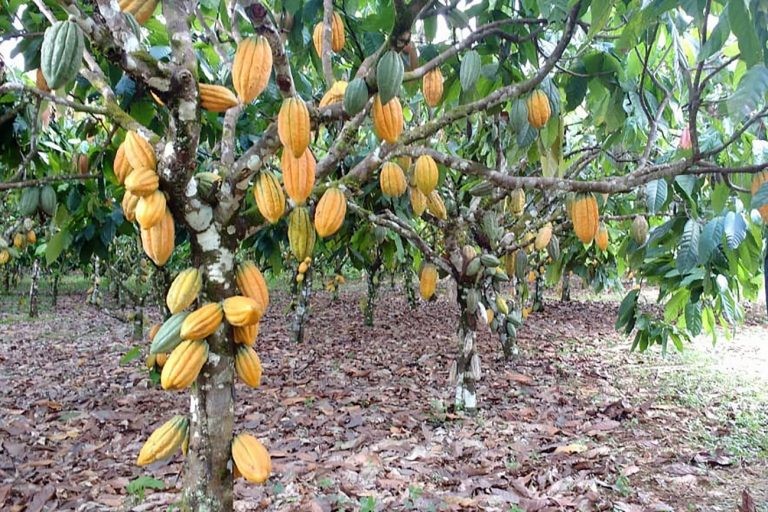Audiência vai discutir ações para evitar a chegada da praga aos centros produtores de cacau - (Foto: Marco Nascimento/Agência Pará)