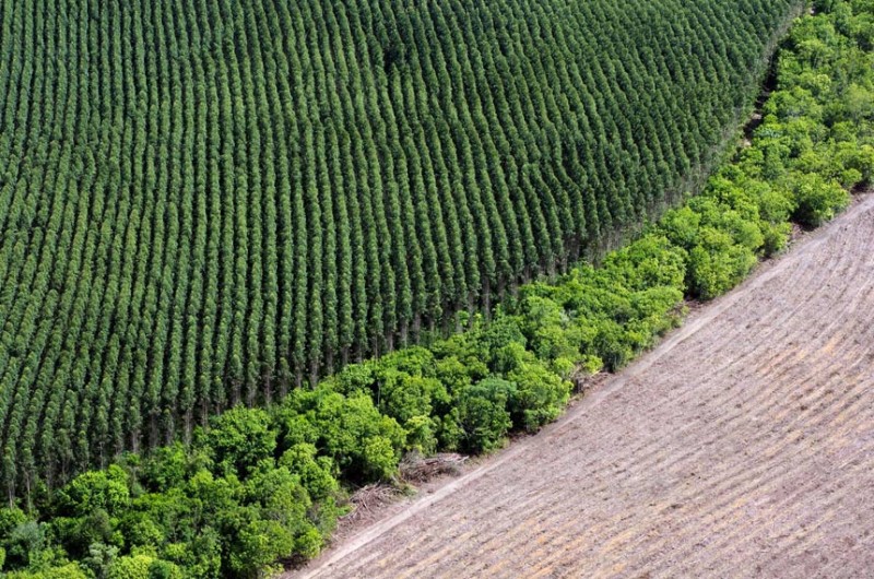 Área de plantação em meio à floresta, no Amapá - Daniel Beltra/Greenpeace
