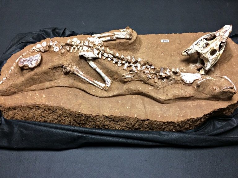 Fóssil de espécie de crocodilo encontrada no geossítio arqueológico de Peirópolis, distrito de Uberaba (MG) - (Foto: Neto Talmeli/Prefeitura de Uberaba-MG)