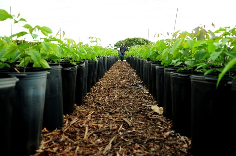 Créditos de carbono poderão estar atrelados a reflorestamento - (Foto: Pedro Ventura/Agência Brasília)