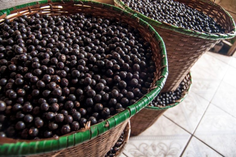 O Pará responde por 61% da produção nacional de açaí - (Foto: Nailana Thiely/UEPA)