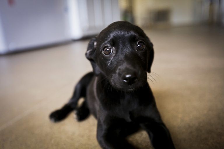 Texto aprovado na Câmara busca reconhecer que animais não humanos são seres sencientes - (Foto: Breno Esaki/Agência Saúde DF)