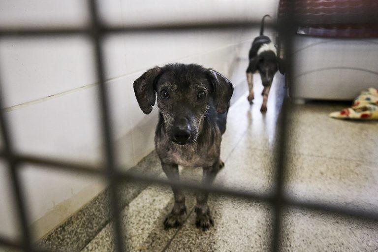 Laudo técnico deverá comprovar a legalidade da eutanásia - (Foto: Breno Esaki/Agência Saúde DF)