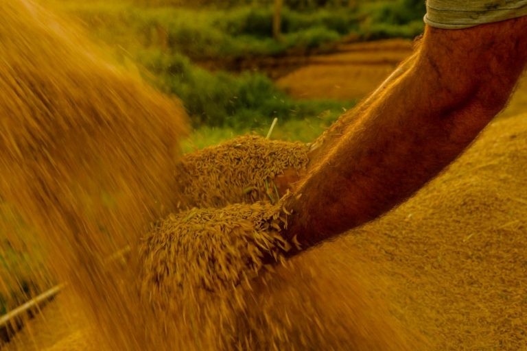 O arroz não é beneficiado pelo aproveitamento de créditos presumidos - (Foto: Tiago Giannichini/FotosPúblicas)
