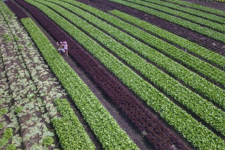 Prêmio reconhece iniciativas sustentáveis na agropecuária - (Foto: José Fernando Ogura/Agência de Notícias do Paraná)