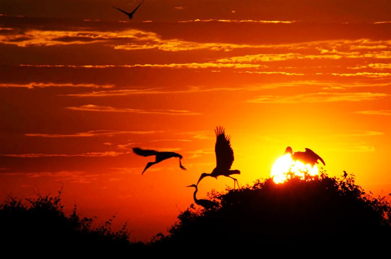 O PL 5.482/2020 é de Wellington Fagundes (PL-MT), que preside a subcomissão de proteção do Pantanal - Marcos Vergueiro/Secom-MT