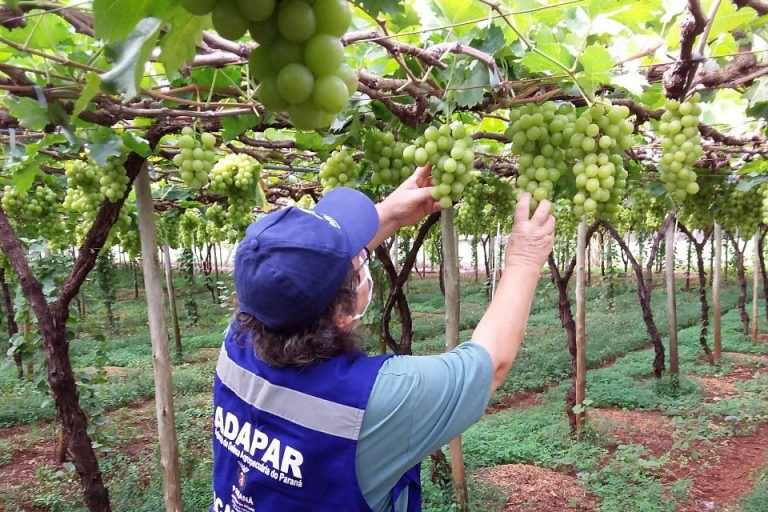 Comissão vai debater a situação dos produtores de uvas - (Foto: Divulgação/Agência de Defesa Agropecuária do Paraná)