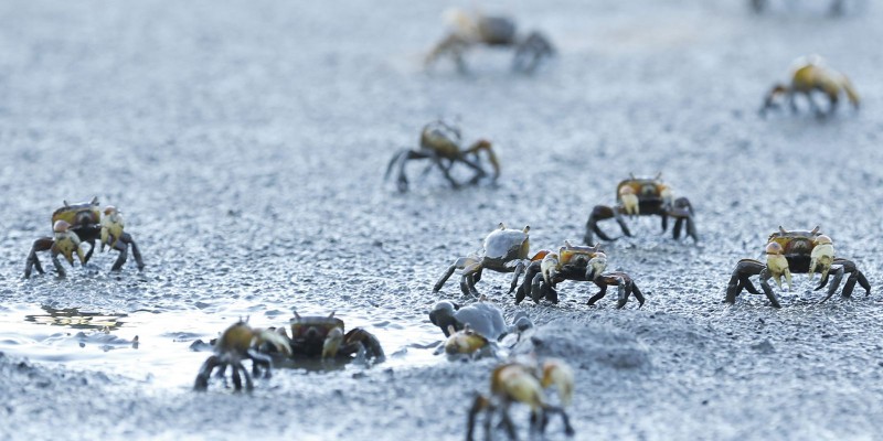 © Tomaz Silva/Agência Brasil
