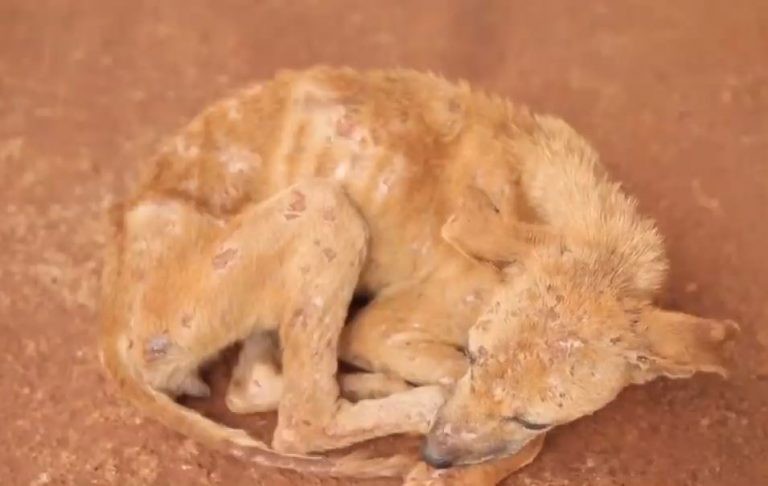 Lei sancionada no ano passado aumentou penas para quem maltrata cães e gatos - (Foto: Reprodução/TV Câmara)