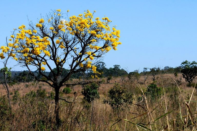 O Cerrado possui as nascentes de seis grandes bacias hidrográficas - (Foto: Toninho Tavares/Agência Brasília)