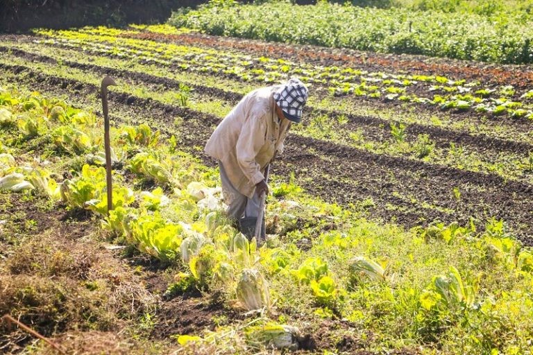 Agricultor familiar terá direito a financiamento com taxa zero de juros - (Foto: Renato Alves/ Agência Brasília)