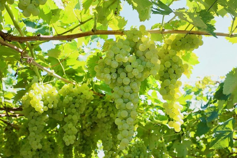 Produção de uvas será uma das culturas beneficiadas pelo projeto - (Foto: Luiz Chaves/Palácio Piratini)
