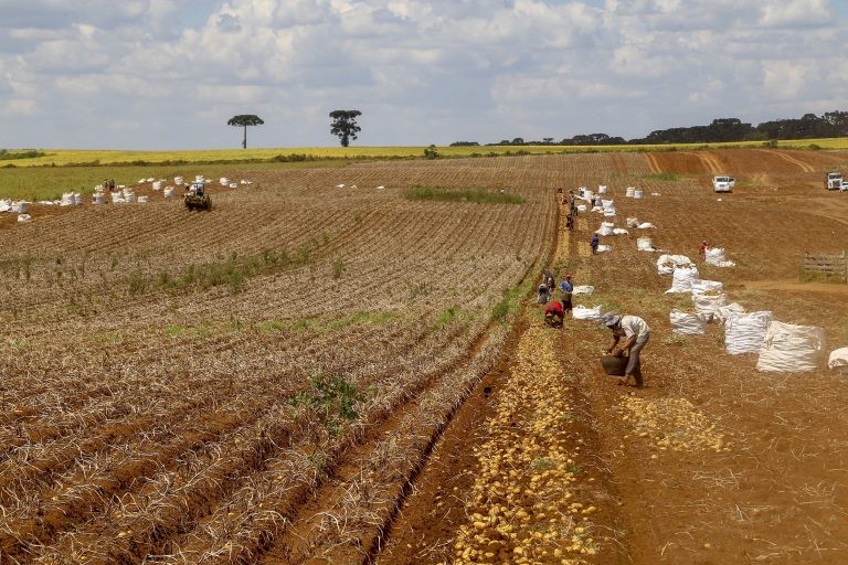 Produção de batatas no Paraná - (Foto: Gilson Abreu/AEN)