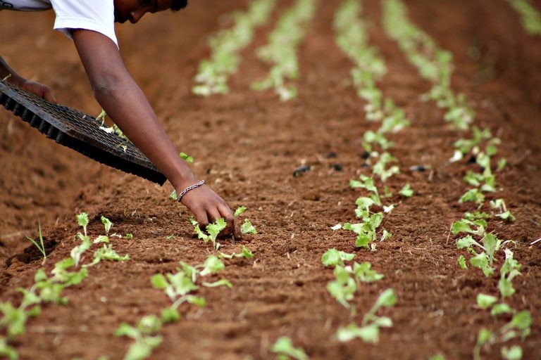 Entidades de assistência rural, como a Emater, estão presentes em todos os estados - (Foto: Marco Santos/Agência Pará)