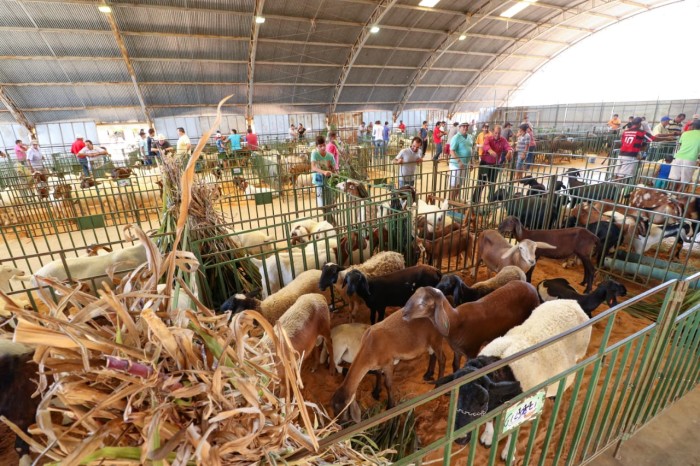 Foto: Reprodução/Prefeitura de Petrolina - PE
