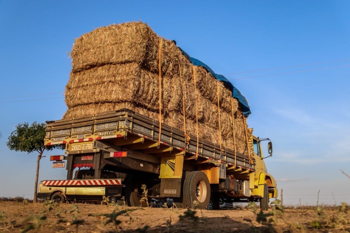 Foto: Reprodução/Prefeitura de Petrolina - PE