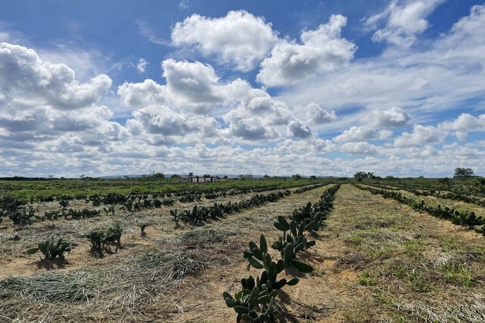 Foto: Reprodução/Prefeitura Mun. Vitória da Conquista - BA