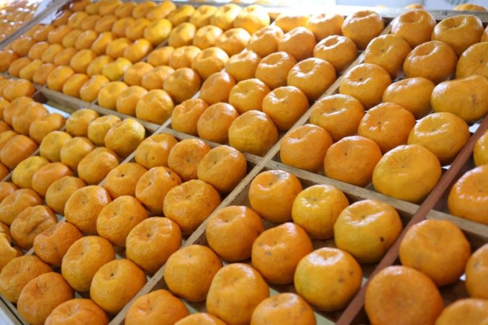Cerro Azul produz 4,5 mil toneladas de tangerinas por ano - (Foto: Gilson Abreu/Agência de Notícias do Paraná)