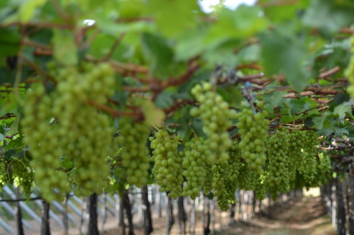 Foto: Reprodução/Prefeitura de Petrolina - PE