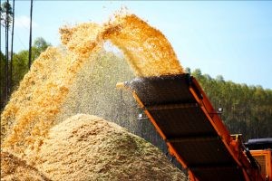 Biomassa produzida a partir do bagaço da cana-de-açúcar - (Foto: Tecpar/Agência de Notícias do Paraná)