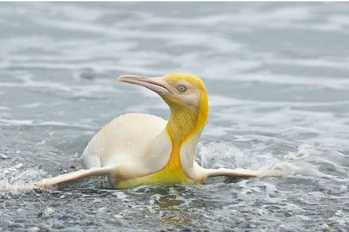 Pinguim amarelo foi visto em ilha do Atlântico Sul - (Foto: Reprodução/Instagram Yve Adams)
